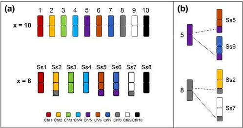 我校國家甘蔗工程技術研究中心鄧祖湖團隊開發甘蔗染色體全涂染探針揭示甘蔗復合體不同物種間染色體融合